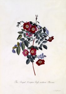 The Royal Virgin Rose Without Thorns by Georg Dionysius Ehret